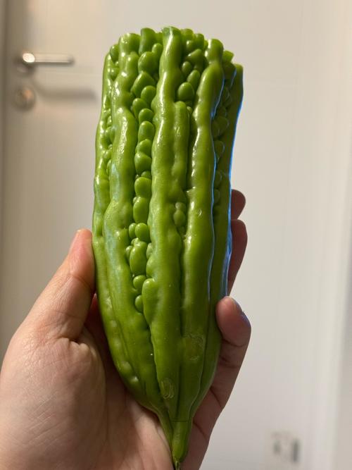 苦瓜视频