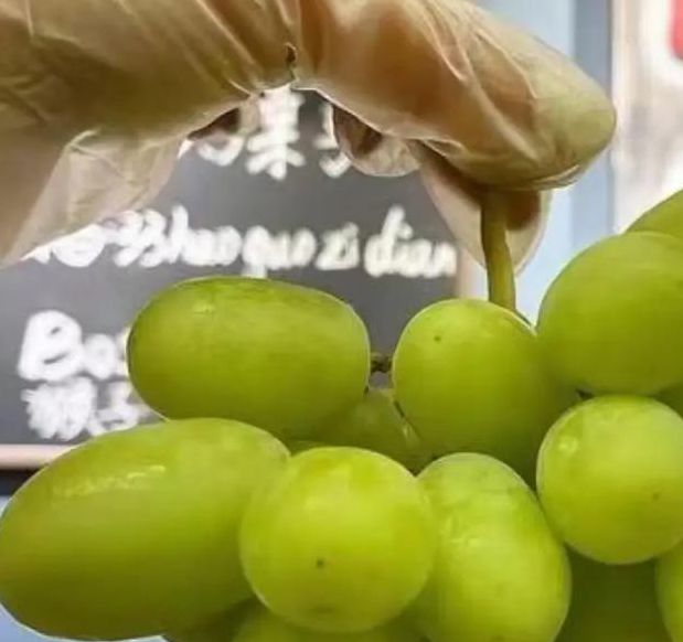 青葡萄短视频下载