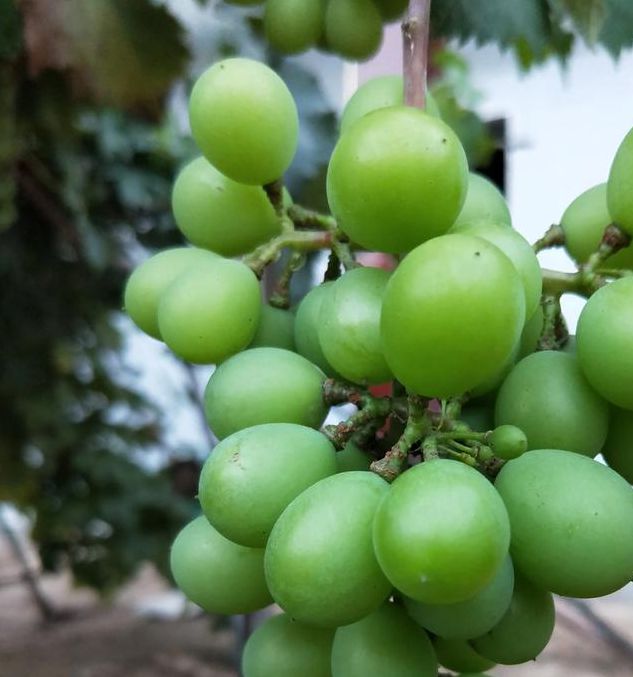 青葡萄短视频下载