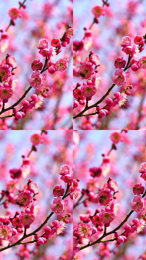 梅花视频3.0.5安卓版