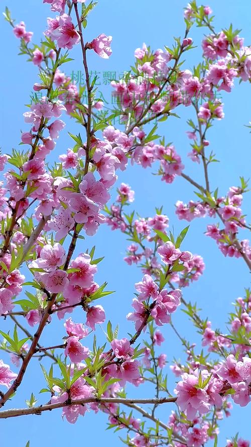 桃花视频在线观看