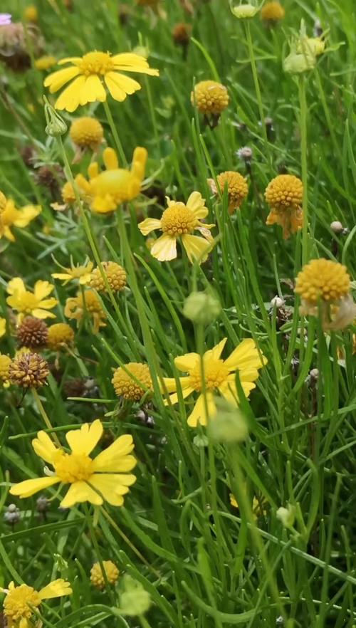 野花在线观看免费视频