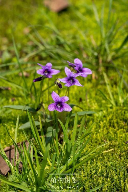 野花在线观看免费视频