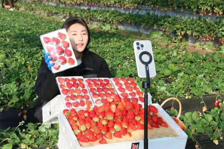 大草莓直播地址