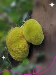 菠萝蜜国际二区