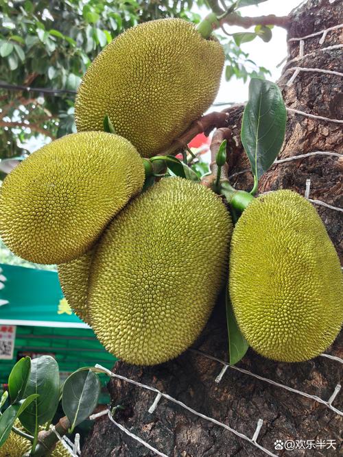 菠萝蜜国际二区
