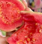 草莓丝瓜芭乐樱桃榴莲