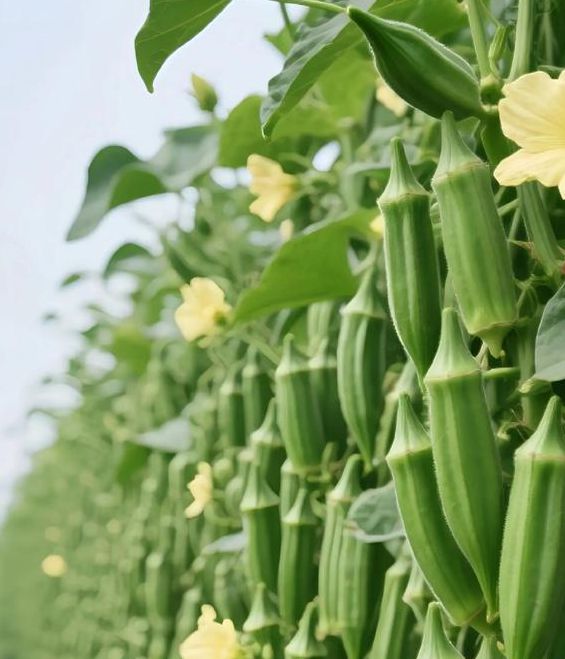 秋葵茄子丝瓜香草榴莲解锁版