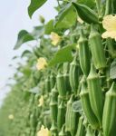 秋葵茄子丝瓜香草榴莲解锁版