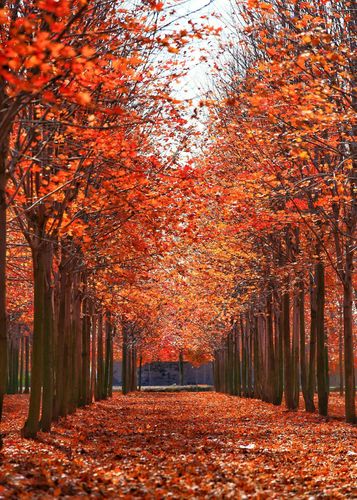 枫林小子播放器app