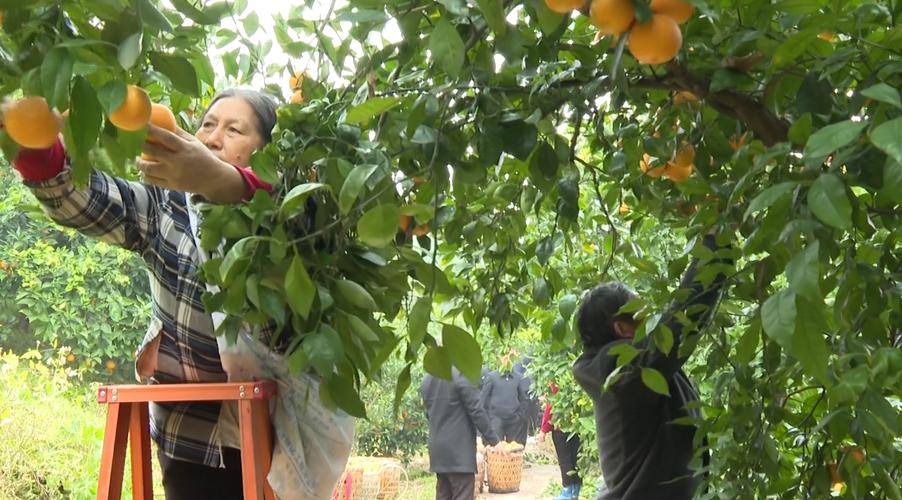 柑橘视频直播