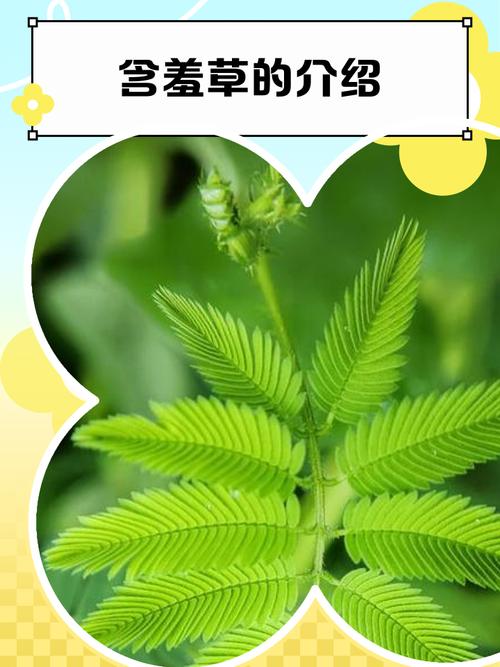 含羞草国产亚洲精品岁国产精