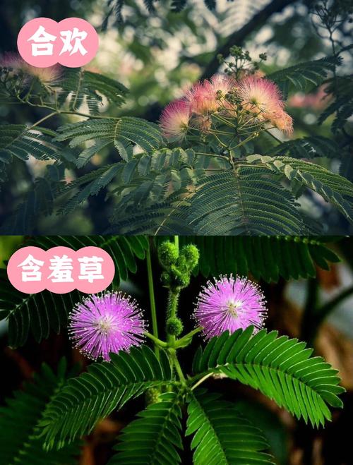 含羞草国产亚洲精品岁国产精