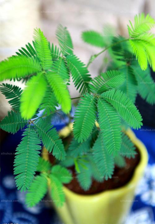 含羞草国产亚洲精品岁国产精