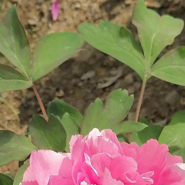 牡丹直播官网608a