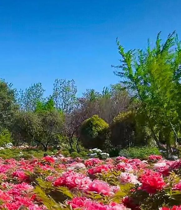 牡丹直播官网608a