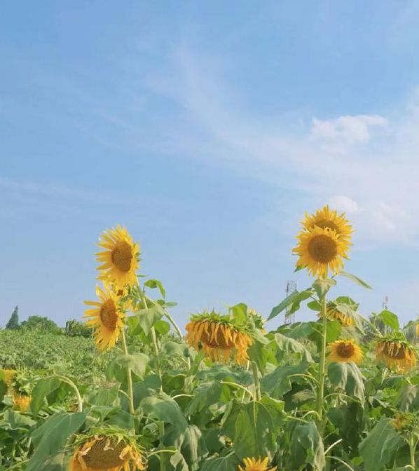 向日葵视频在线观看无限看