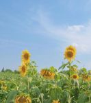 向日葵视频在线观看无限看