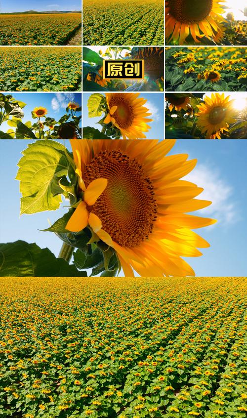 向日葵视频在线观看无限看