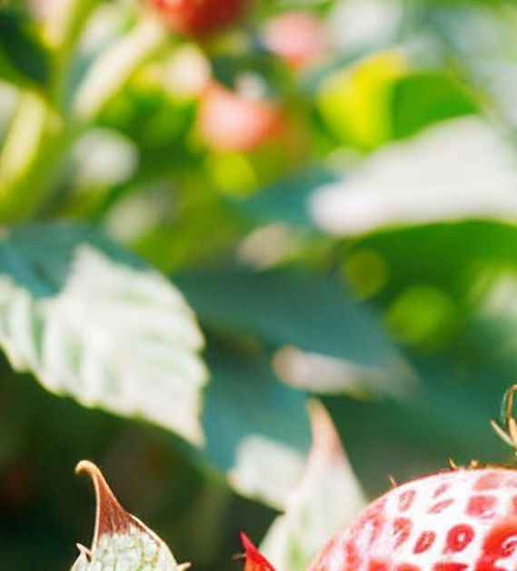 草莓无限永久下载