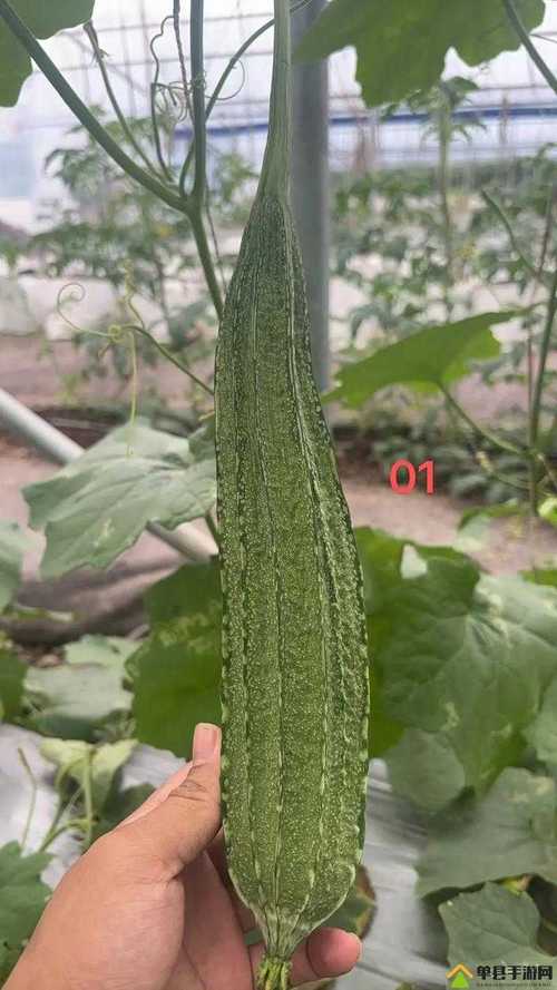 丝瓜黄瓜草莓向日葵秋葵蜜桃