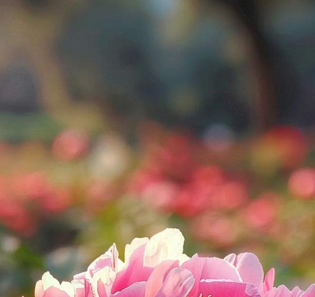 国色天香社区在线高清观看