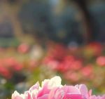 国色天香社区在线高清观看