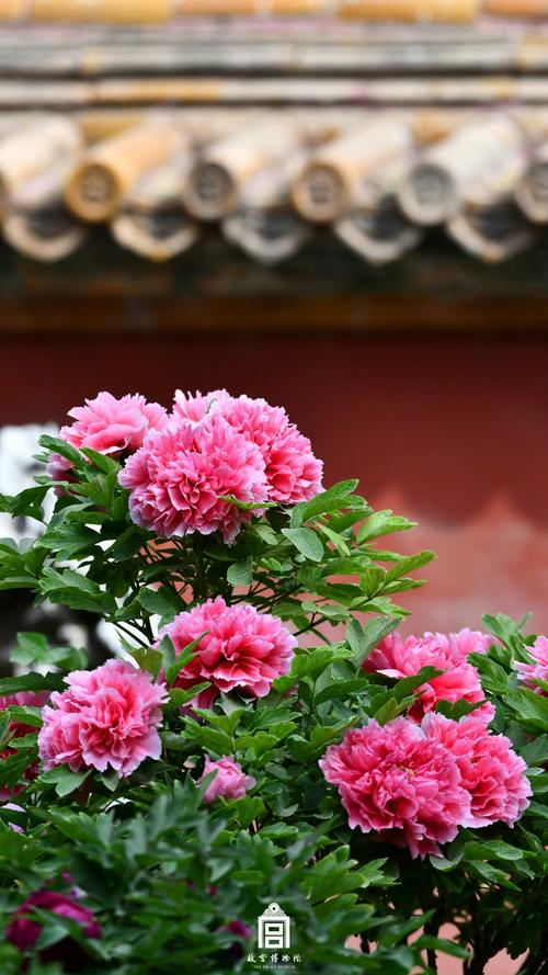 国色天香社区在线高清观看