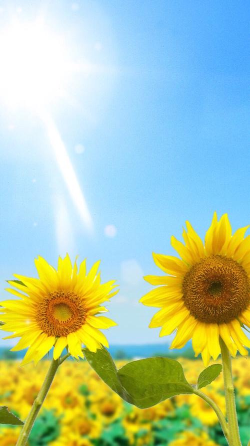 旧版向日葵下载汅免费