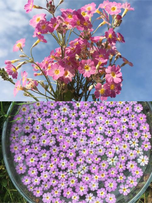 樱花草视频高清免费大全