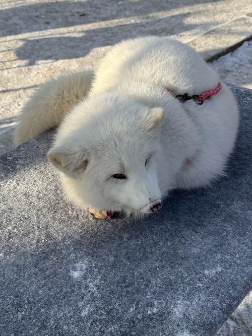 小狐狸2021最新回家地址