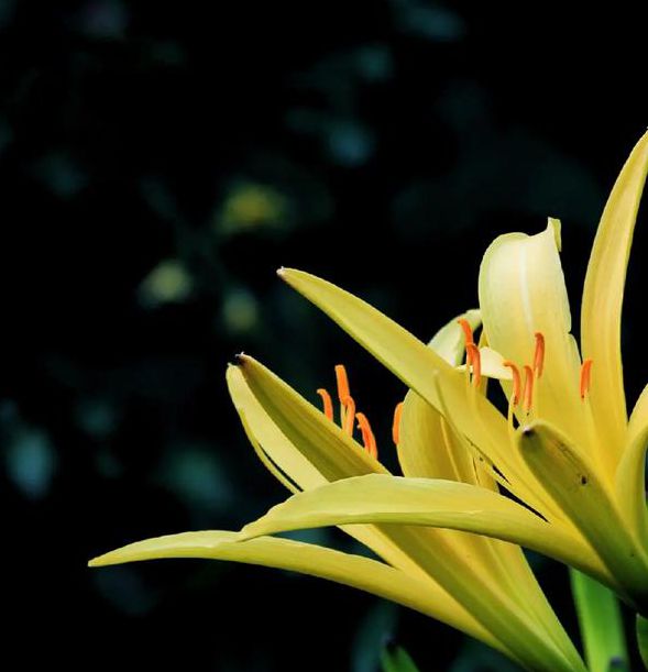 忘忧草资源版视频