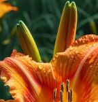 忘忧草资源版视频