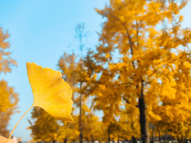 18款禁用软件app银杏视频