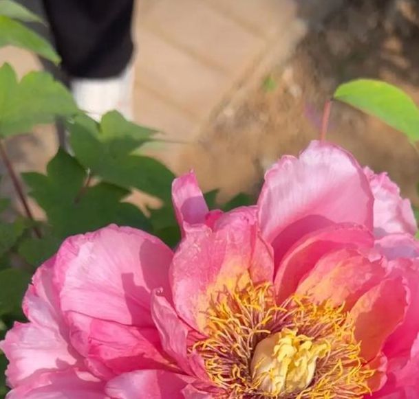 牡丹608直播下载