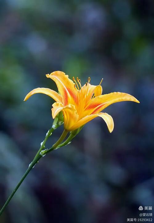 忘忧草正能量视频