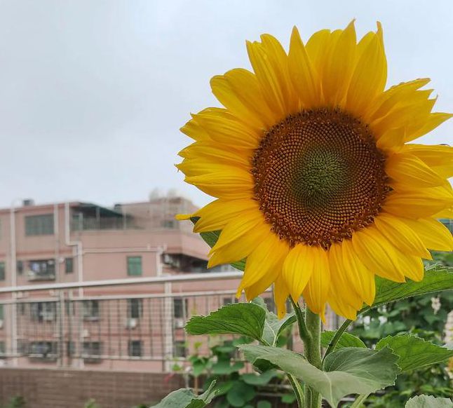 鸭脖视频向日葵视频