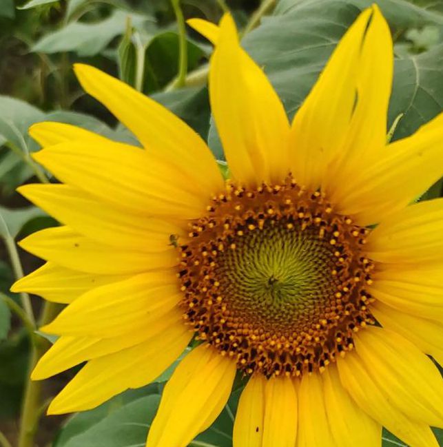 鸭脖视频向日葵视频