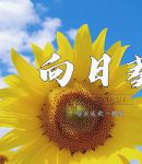 向日葵