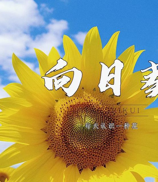 向日葵