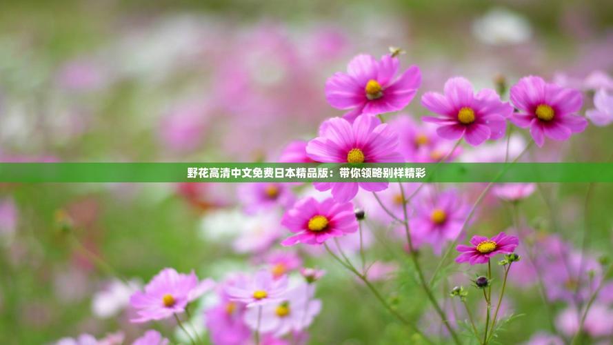 野花视频大全高清免费版