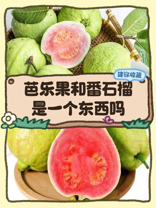 榴莲芭乐丝瓜秋葵草莓向日葵