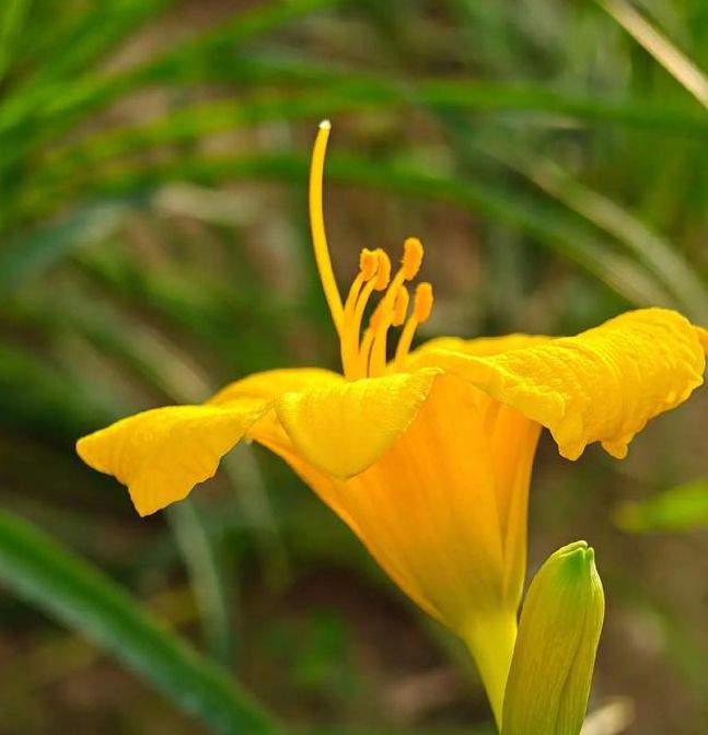 忘忧草直播最新版本