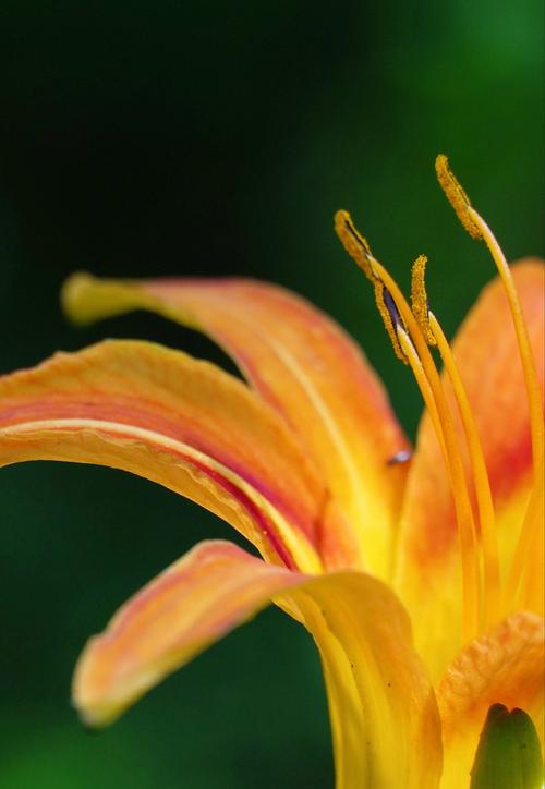 忘忧草直播最新版本