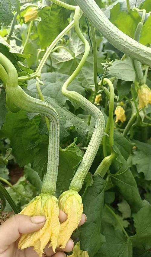 丝瓜草莓芭蕉向日葵绿巨人芭乐