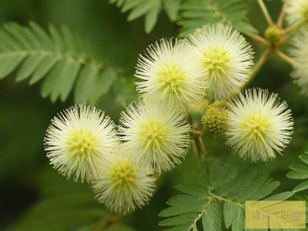 含羞草实验研究所入口免直接进入完整版