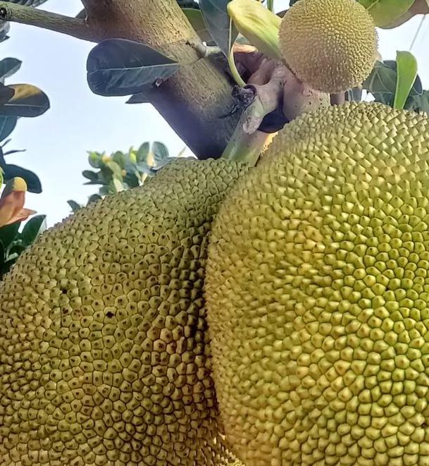 菠萝蜜app官网进口