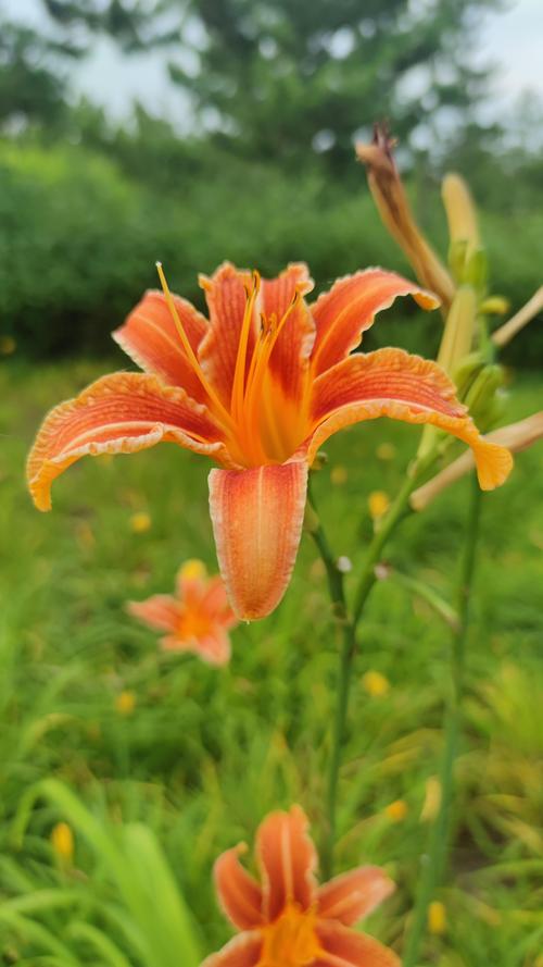 忘忧草wycia视频