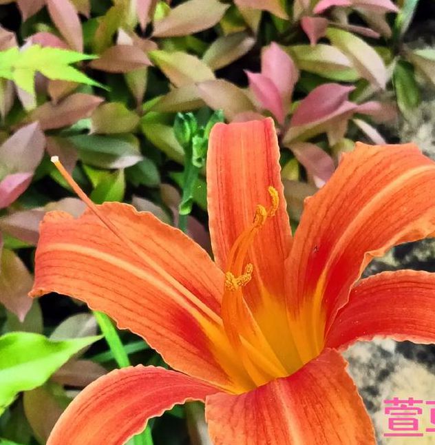 忘忧草wycia视频