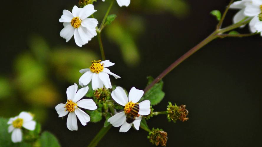 野花视频1.1.0安卓版